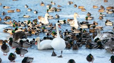 В АПБ рассказали, сколько птиц зимовало в Беларуси