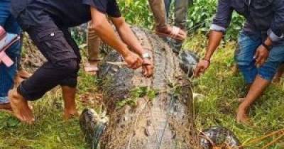 В Индонезии крокодил проглотил 8-летнего мальчика