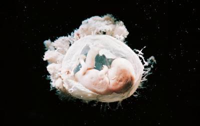 Ученые призывают снять запрет на эксперименты с человеческими эмбрионами