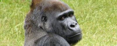 В одном из зоопарков США вакцинировали против COVID-19 пять горилл