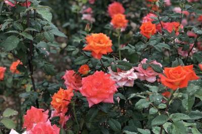 В Удмуртии выращивают более 10 млн роз