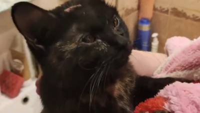 Видео из Сети. Нижегородец спас умиравшую в вентиляционной шахте кошку