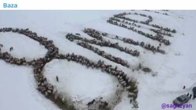 Башкирский фермер выложил надпись "8 Марта" с помощью тысячи лошадей