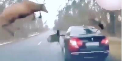 Группа оленей, вышедших из лесу, наскочила на движущееся авто, видео момента ЧП - ТЕЛЕГРАФ