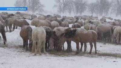 В Башкирии фермеры расставили тысячу лошадей в форме надписи 8 Марта