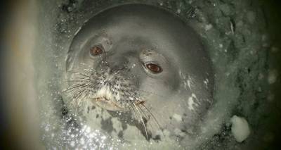 "Как за Полярным кругом": латвийцы шокированы количеством тюленей на Видземском взморье