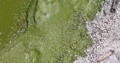 США обвинили Россию в том, что Великие озера заросли водорослями