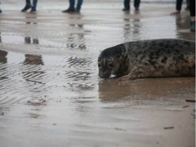 Жители Приморья замучили тюлененка до смерти, обнимаясь и фотографируясь с ним