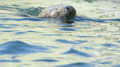 В Приморье детеныш тюленя умер от стресса после общения с людьми - mir24.tv - Приморье край - район Хасанский