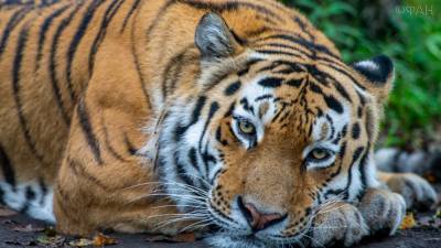 Наделавшего шуму на севере Приморья тигра отловили