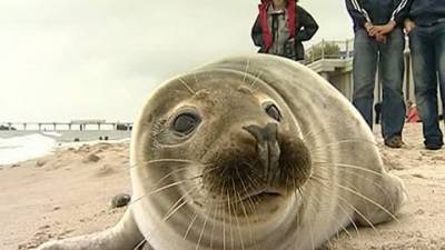 В Приморье люди заласкали детеныша тюленя до смерти