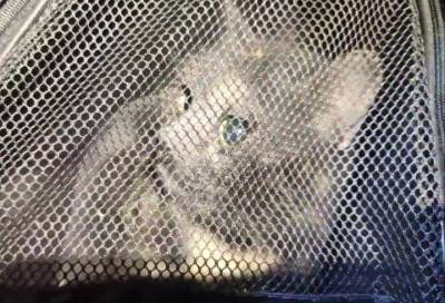 Спасатели несколько часов вытаскивали кошку из вентиляционной шахты в Мурино