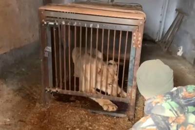 Иркутские полицейские спасли львицу из маленького вольера в гараже