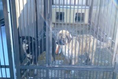 В Хабаровске осужденные сделали для бездомных собак новые клетки