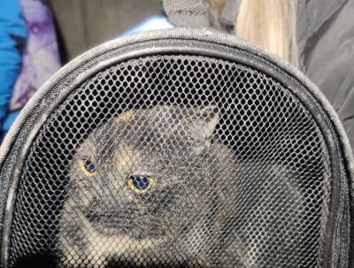 В Мурино неколько часов вытаскивали застрявшую кошку