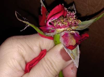 В Рязани продавцы цветов приклеили лепестки роз, чтобы продать их на 8 марта