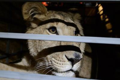 Полицейские в Тулуне спасли жившую в гараже львицу.