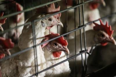 Производители птичьего мяса и торговые сети договорились зафиксировать цены