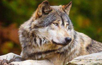 Ученые открыли 16-тысячелетних волков и узнали, как их превратили в собак