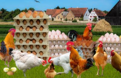 В России планируют заморозить цены на мясо птицы и яйца