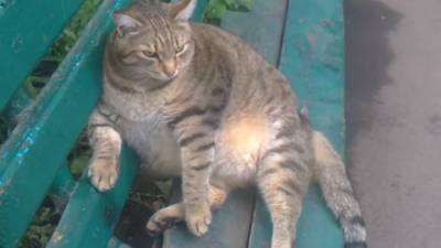 Самый толстый в России кот спас алтайскую пенсионерку от коронавируса