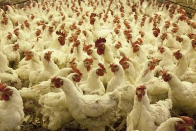 Производители и ретейлеры договорились заморозить цены на мясо птицы