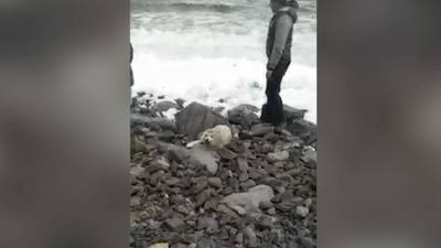 Тискали, брали на руки и фотографировались: жители Приморья довели тюленёнка до смерти — видео