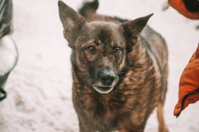 Единственная компания вызвалась заниматься проблемой бездомных собак в Новокузнецке