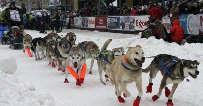 Гонки на собачьих упряжках: на Аляске стартовали популярные соревнования