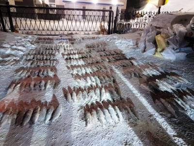 На Ямале в УАЗе нашли браконьерский улов на ₽4 млн