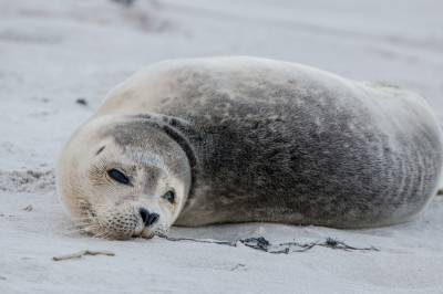 Детеныш тюленя умер в Приморье от вызванного общением с людьми стресса