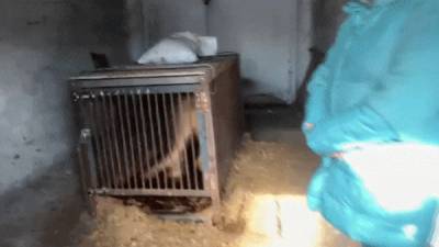 Жила в гараже без света: в Приангарье полицейские спасли из заточения львицу, которую держали в тесной клетке — видео