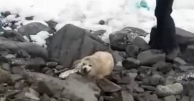 В России любители селфи затискали до смерти детеныша тюленя (видео)