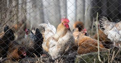 СМИ: российские торговые сети и производители мяса птицы договорились о заморозке цен