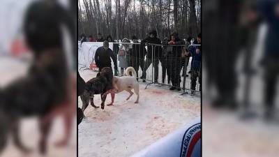 Прокуратура взяла на контроль проверку собачьих боев под Воронежем