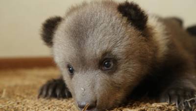 В Центре спасения медвежат-сирот в Тверской области скоро появятся новые подопечные