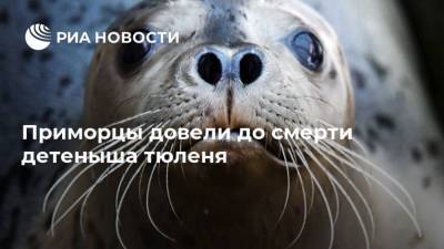 Приморцы довели до смерти детеныша тюленя - ria.ru - Приморье край - Владивосток - район Хасанский