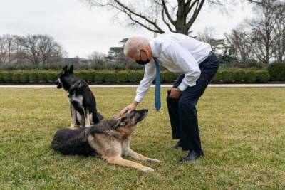 Собак Джо Байдена выслали из Белого дома