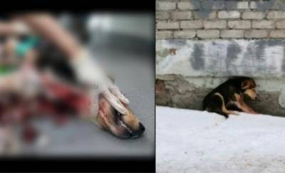 В Тюмени на Харьковской женщина перерезала горло собаке и выкинула ее на улицу