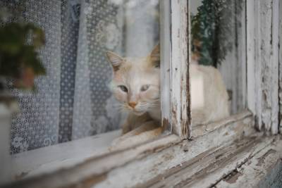В Астрахани обнаружены случаи бешенства животных