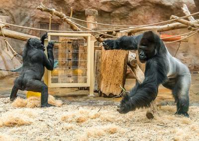 Видео: пражские гориллы безуспешно бьются над новой головоломкой