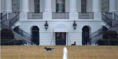 Собак Байдена вывезли из Белого дома: одна из овчарок укусила сотрудника службы безопасности — CNN