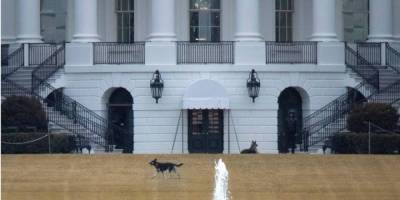 Собак Байдена вывезли из Белого дома: одна из овчарок укусила сотрудника службы безопасности CNN