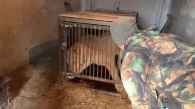 Полицейские спасли львицу в Иркутской области