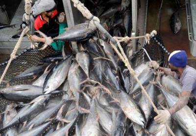В мире обеспокоены исчезновением тунца, — Reuters