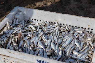 Объем добычи рыбы в Дагестане вырос почти на 70% с начала года