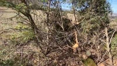 В Крыму незаконно вырубили десятки реликтовых деревьев можжевельника