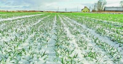 Февральские морозы незначительно повлияли на будущий урожай, – Укргидрометцентр