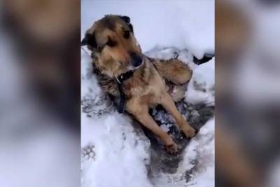 Под Калугой провели операцию, по спасению вмерзшей в лед собаки