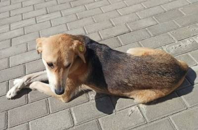 В Липецке отловили 100 бездомных собак
